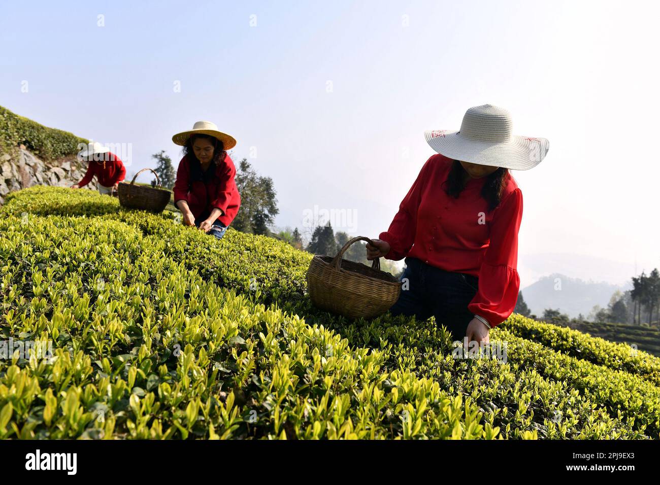 Zigui, China's Hubei Province. 1st Apr, 2023. Tea-picking workers harvest tea leaves at a tea garden in Maoping Town of Zigui County, central China's Hubei Province, April 1, 2023. Ahead of the Qingming Festival, tea farmers in Zigui County of Hubei are busy harvesting to produce the Mingqian (meaning 'pre-Qingming') tea. Credit: Wang Huifu/Xinhua/Alamy Live News Stock Photo