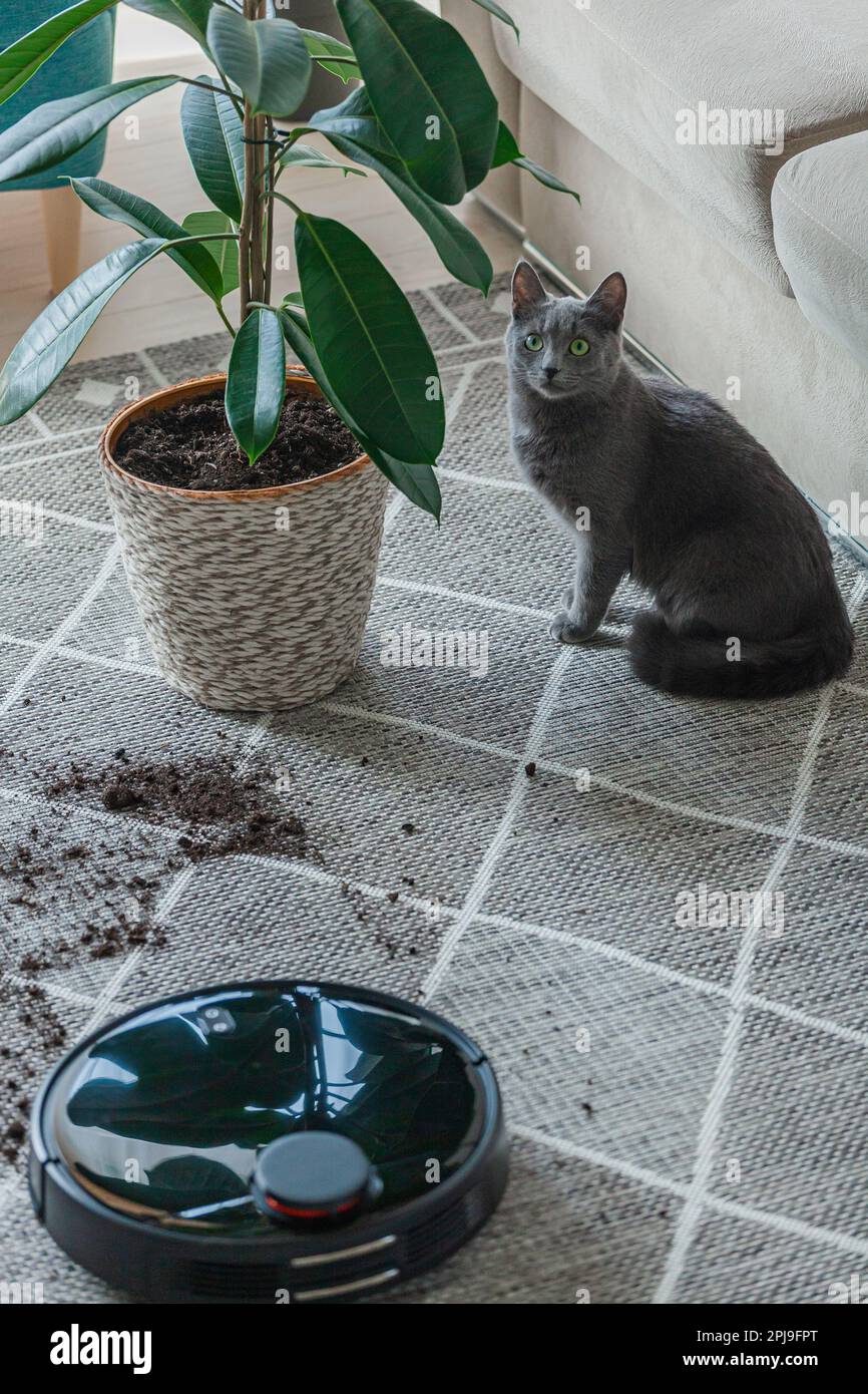 Robot cat hi-res stock photography and images - Alamy