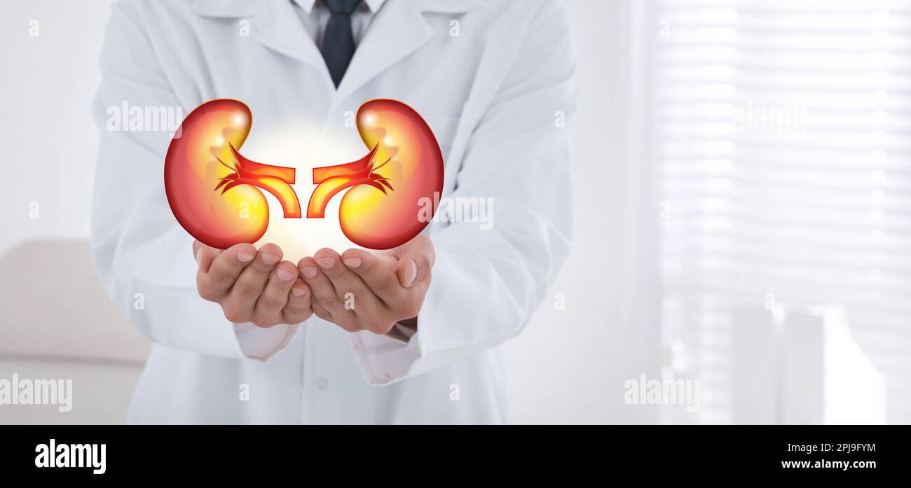 Closeup view of doctor indoors and illustration of kidneys, space for