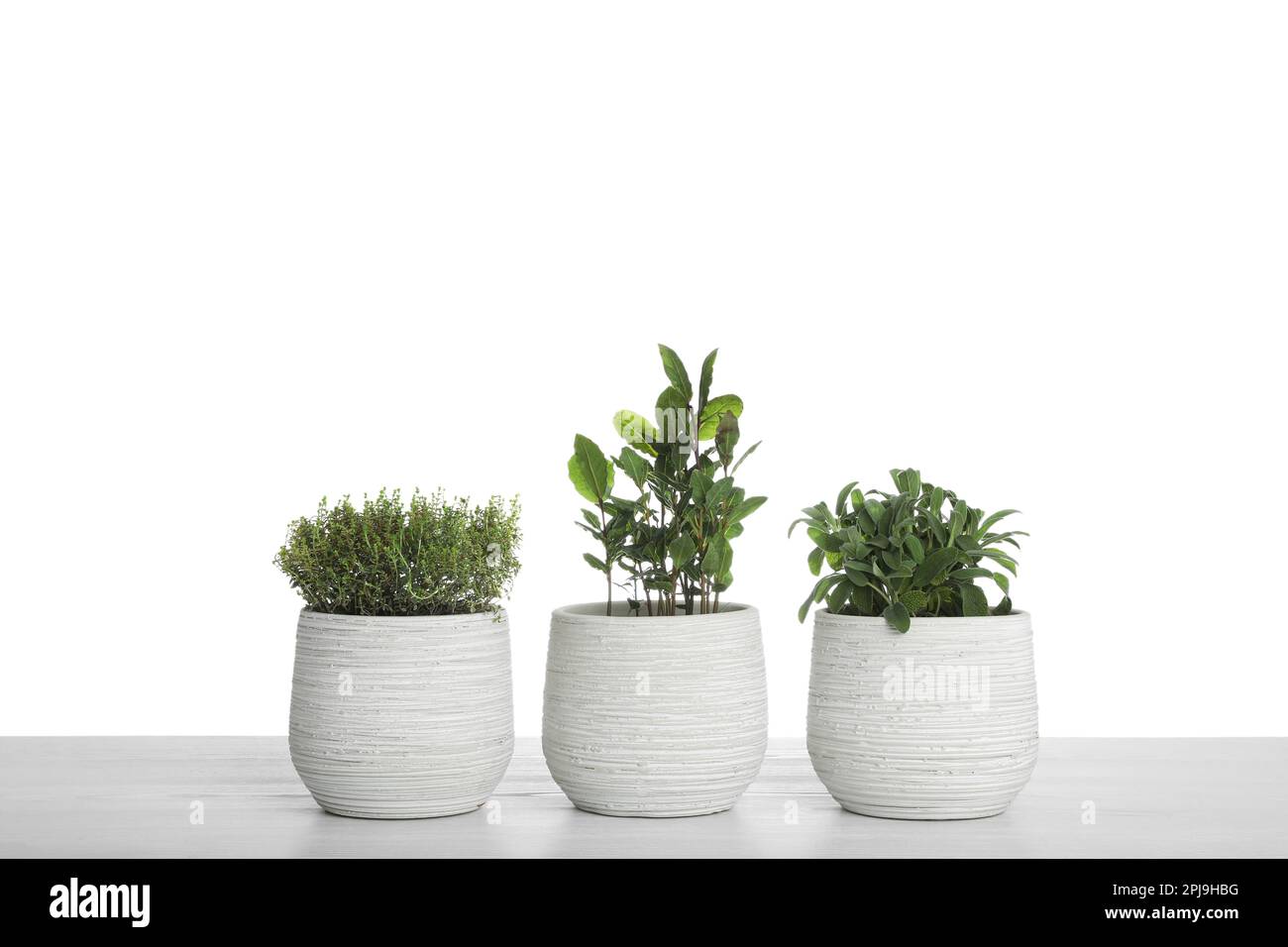 Pots with thyme, bay and sage on table against white background Stock Photo Alamy