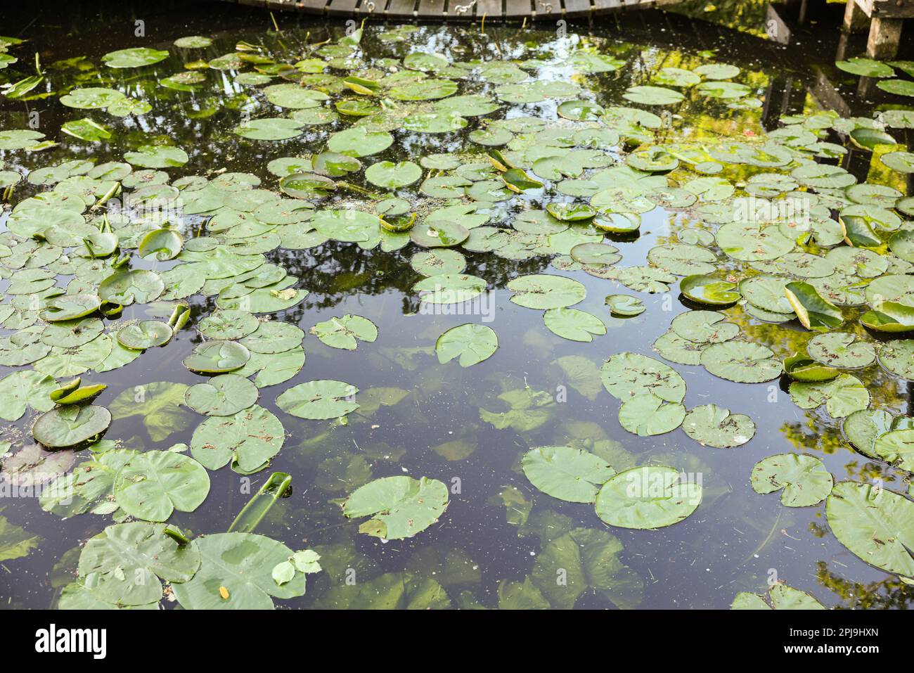 Many green lotus leaves hi-res stock photography and images - Alamy