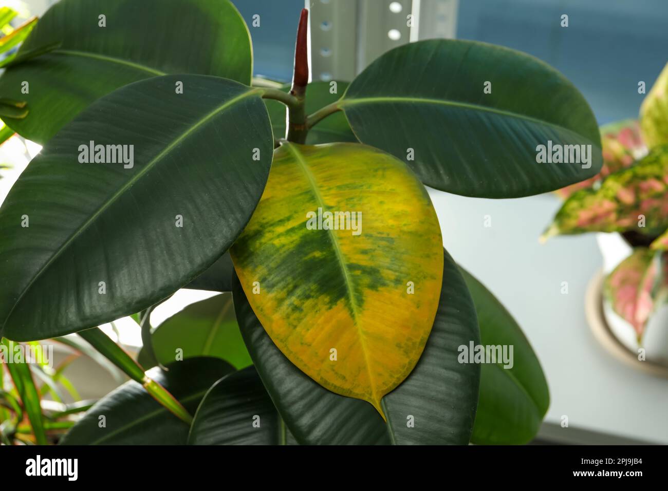Houseplant with leaf blight disease indoors, closeup Stock Photo