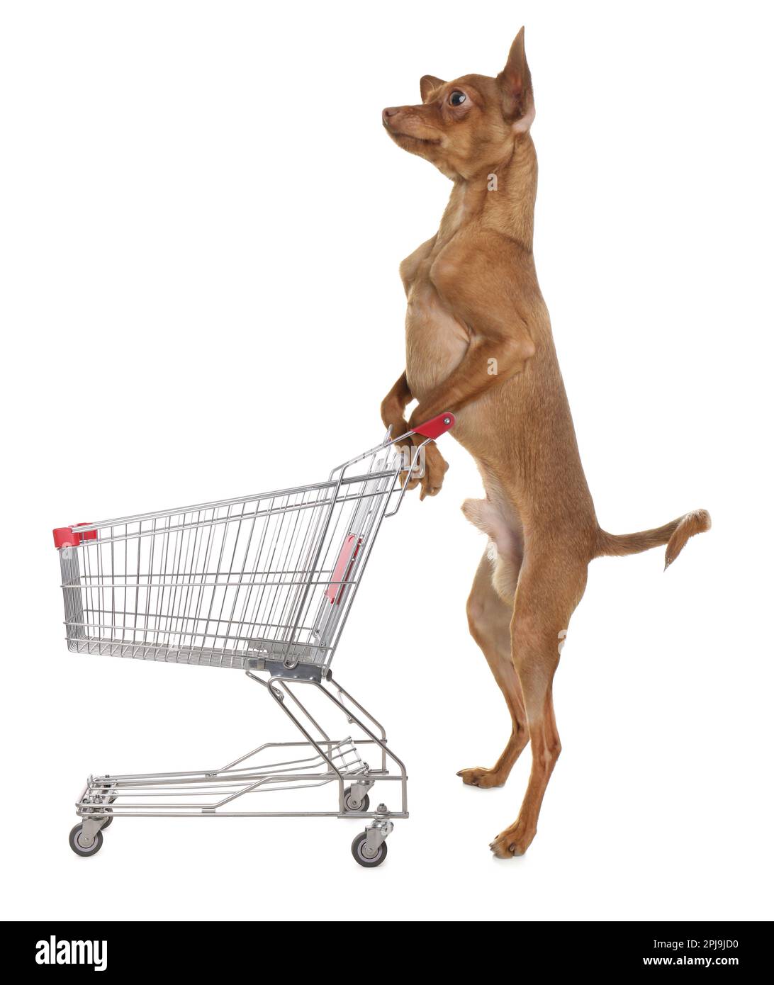 Cute dog and shopping cart on white background Stock Photo Alamy