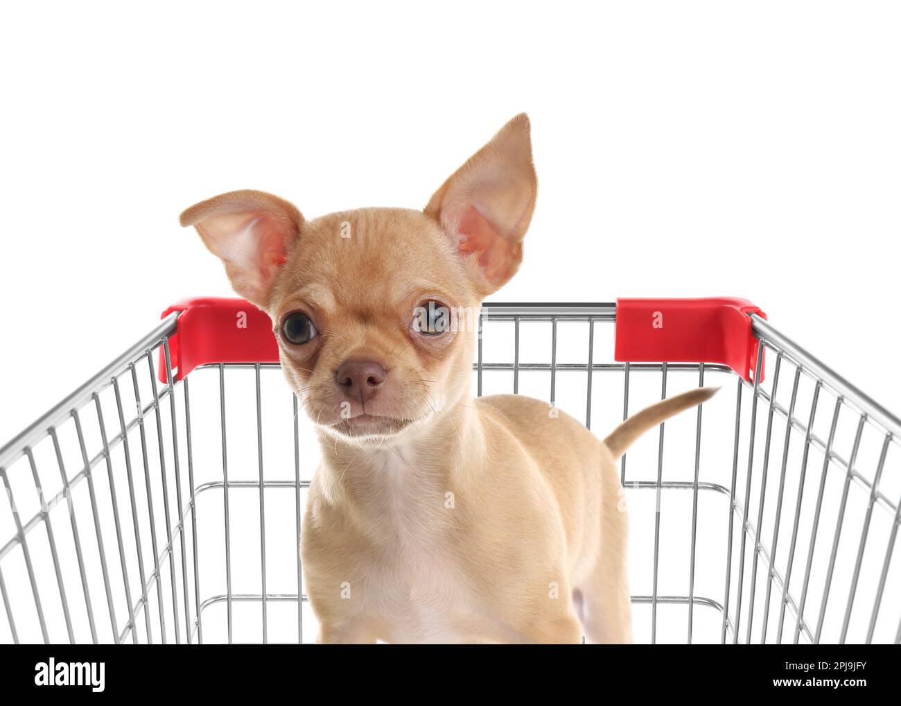 Dog cart hi-res stock photography and images - Alamy
