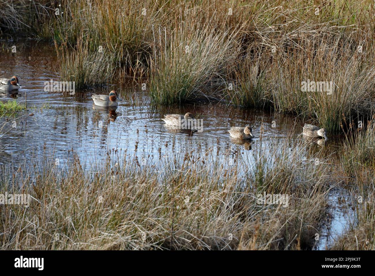 Five Eurasian Teal ducks (Anas crecca) swimming in a row between the reeds Stock Photo