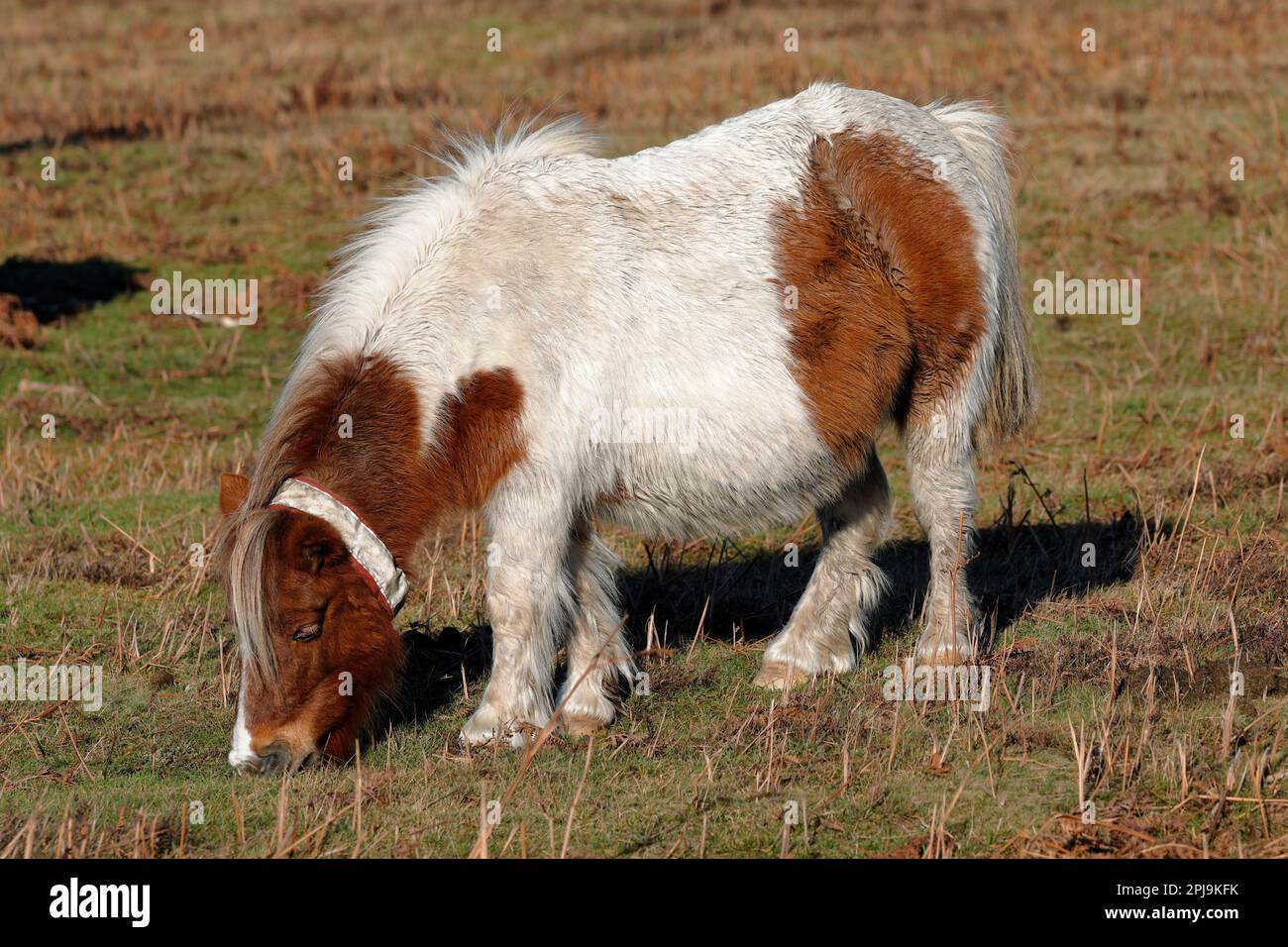 Miniature brown and white New Forest pony standing in the grass eating, facing left Stock Photo