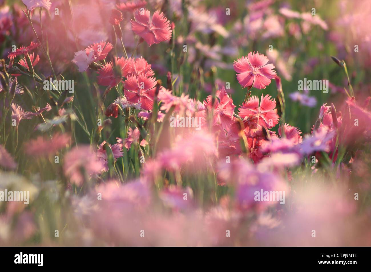 A field of pink flowers is pictured growing amidst lush green grass and ...