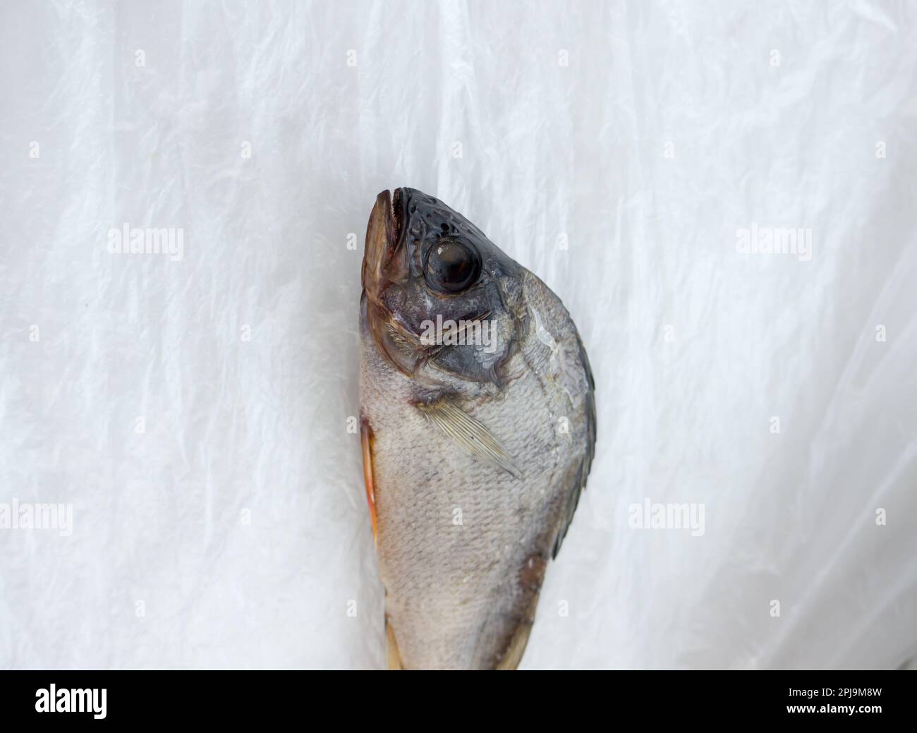 The Dried Fish on a cellophane background. Stock Photo