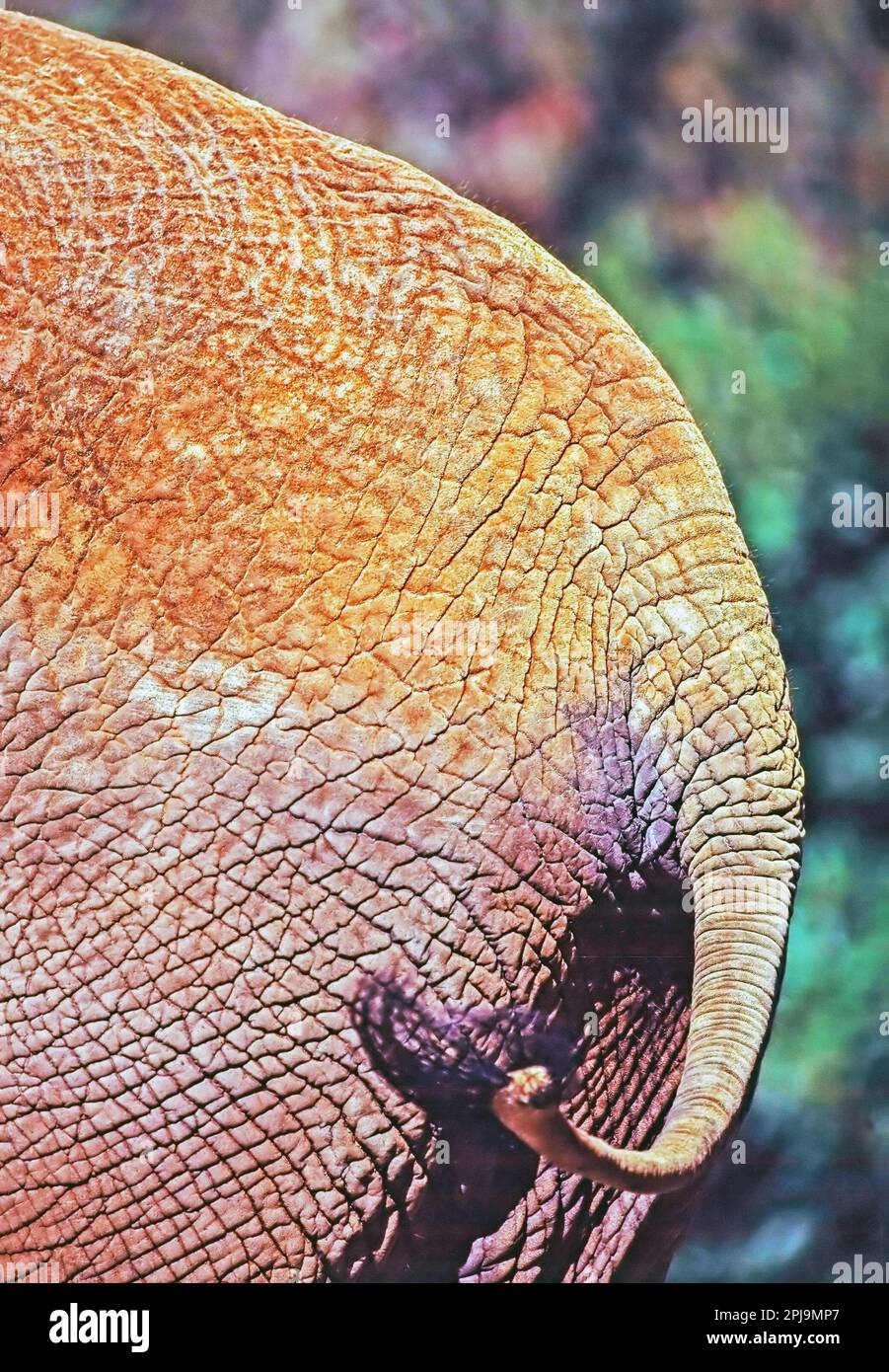 Elephant tail hi-res stock photography and images - Alamy