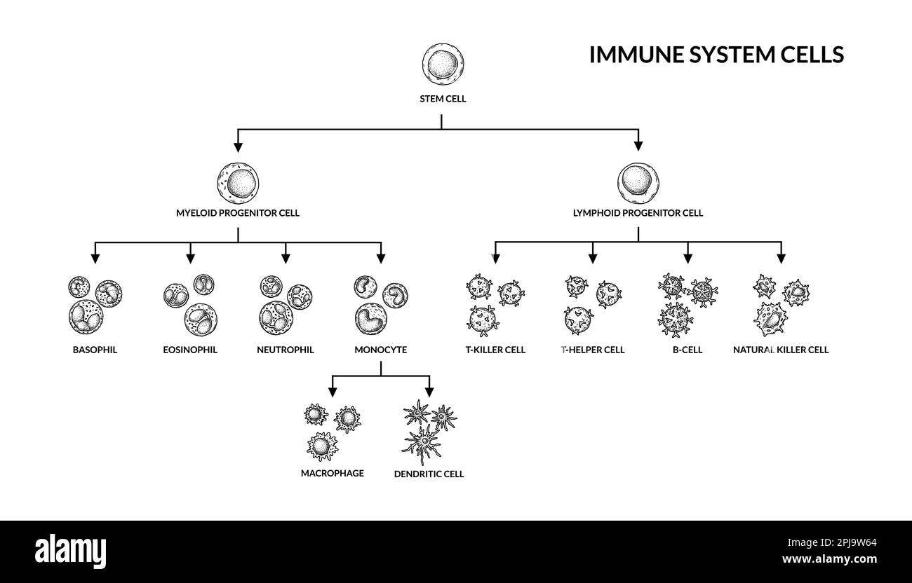 Cells of adaptive immune system. Human cells with names. Scientific microbiology vector illustration in sketch style. blood cellular components format Stock Vector