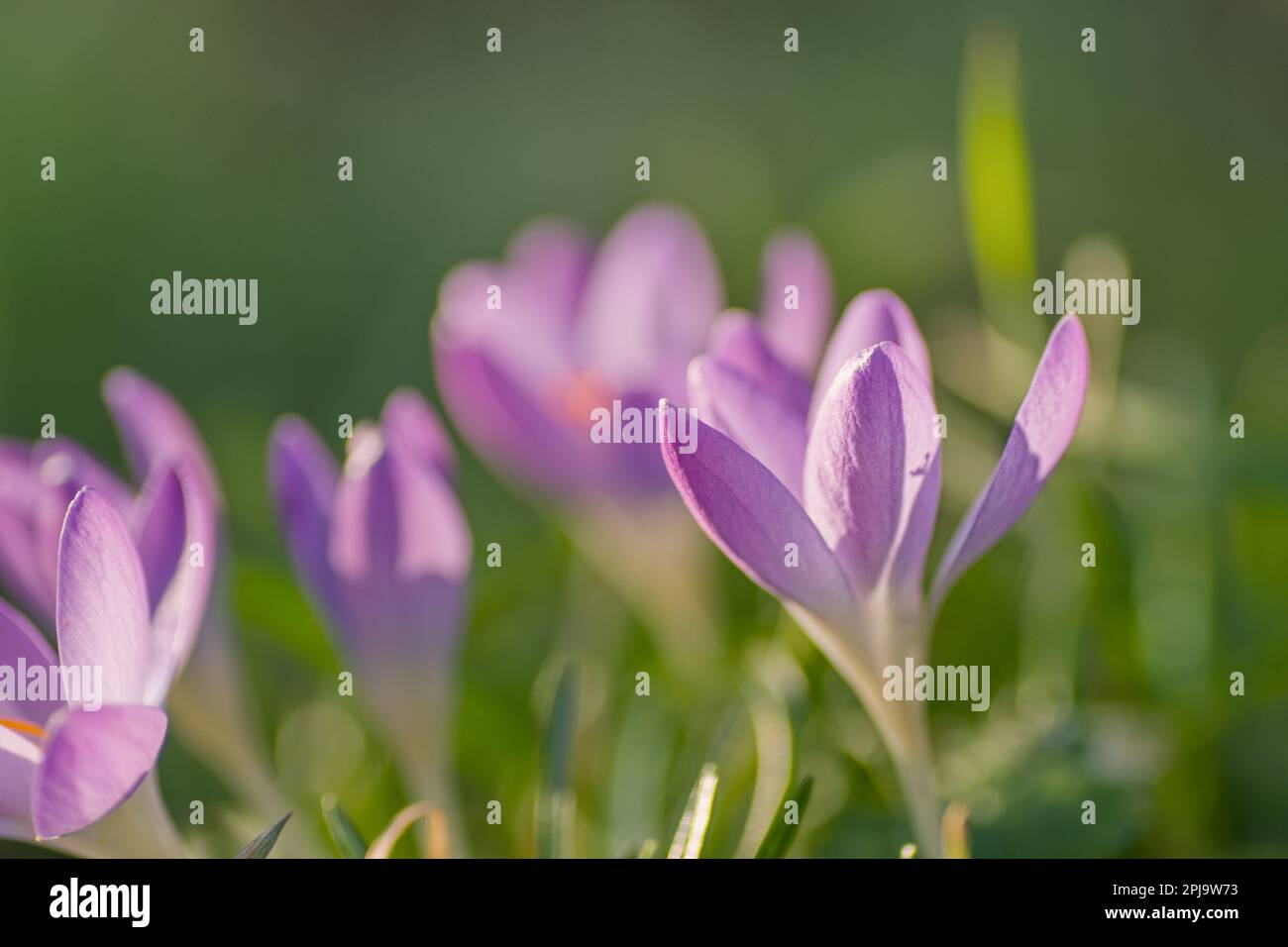 Spring time light purple crocus flowers Stock Photo - Alamy