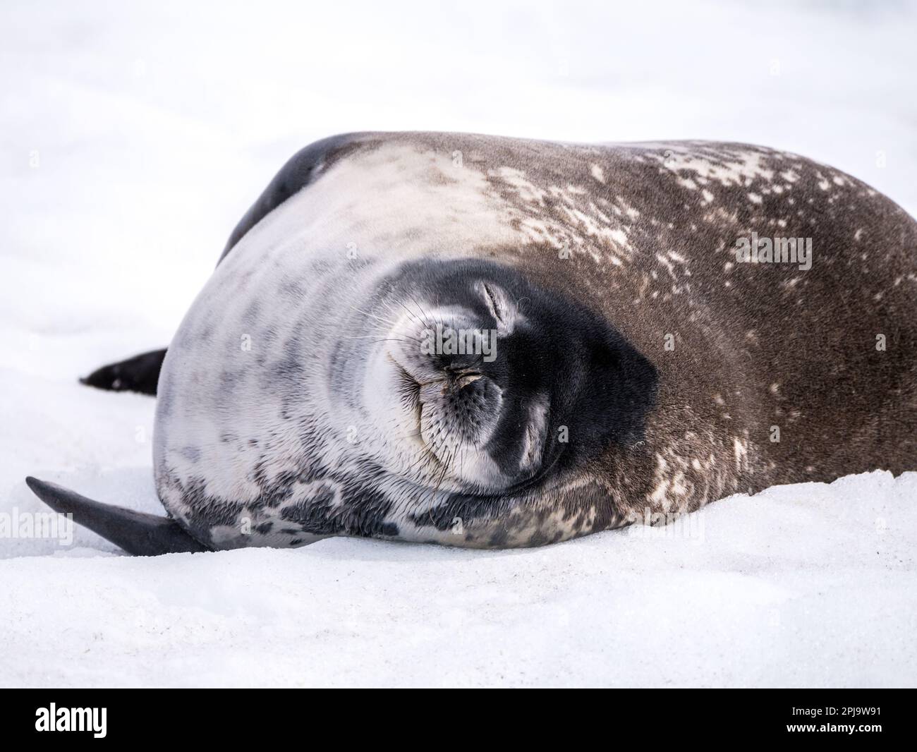 Weddell Seal Sleeping In Snow, Mikkelsen Harbour, Trinity Island ...