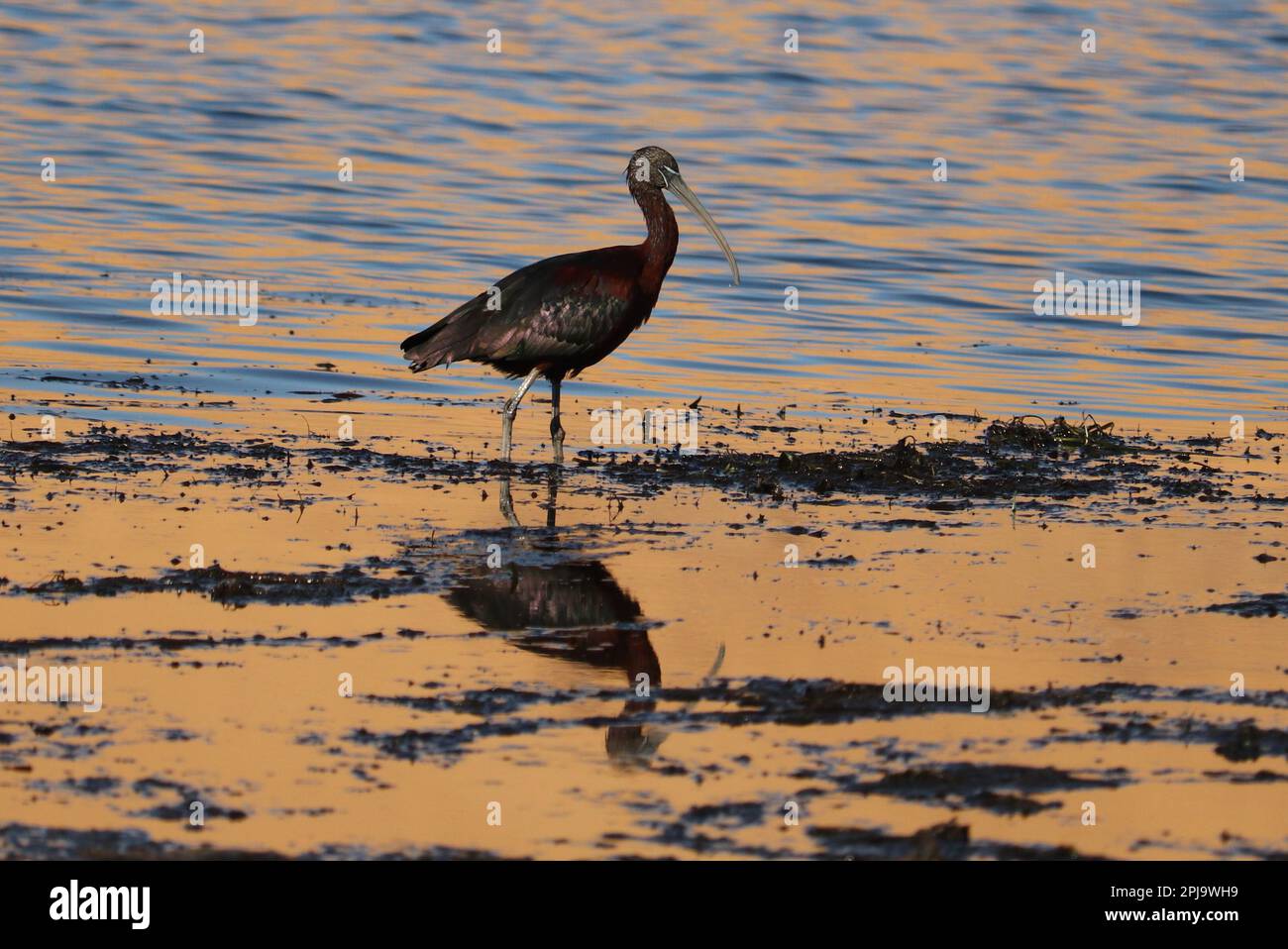 glossy ibis bird (Plegadis falcinellus) Stock Photo