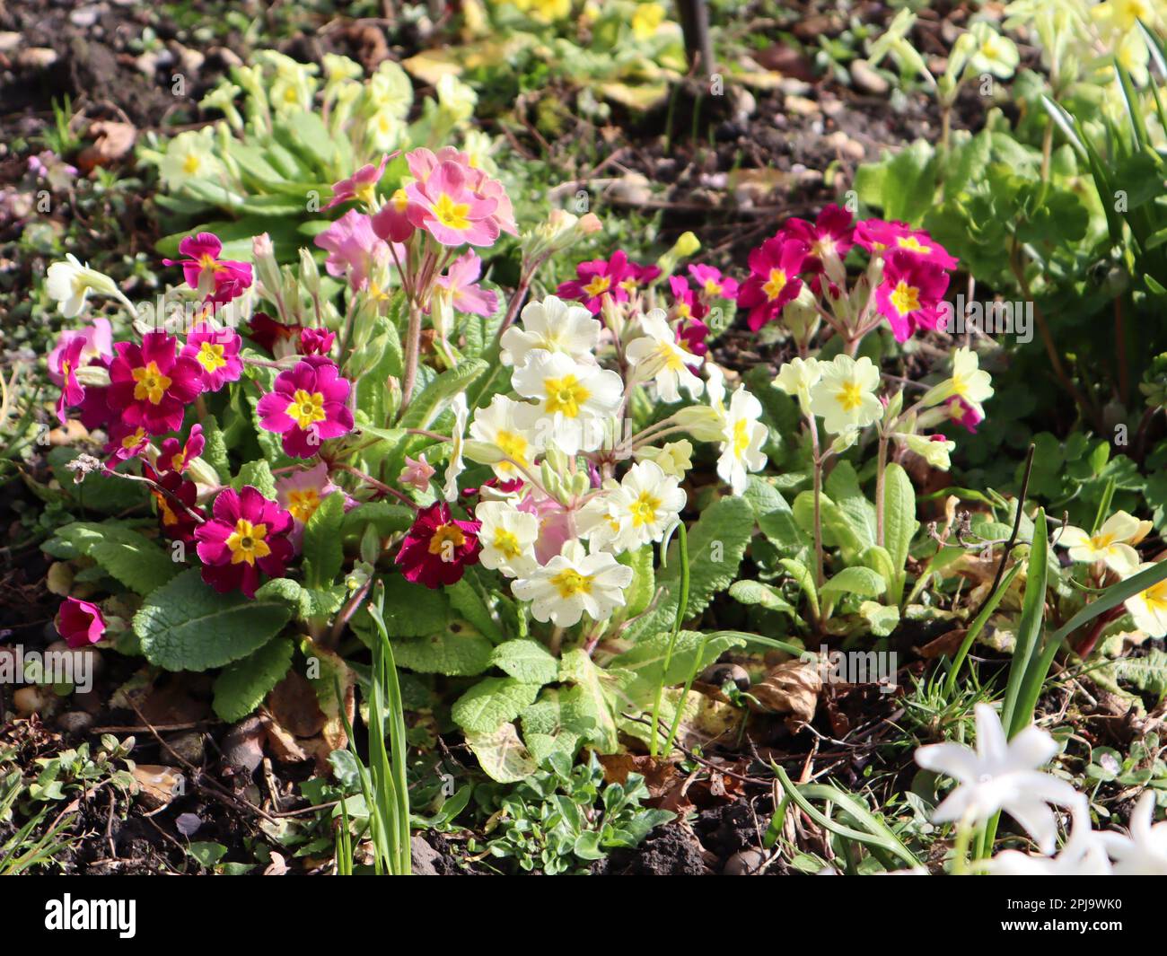Primula polyanthus flowers growing in a garden Stock Photo