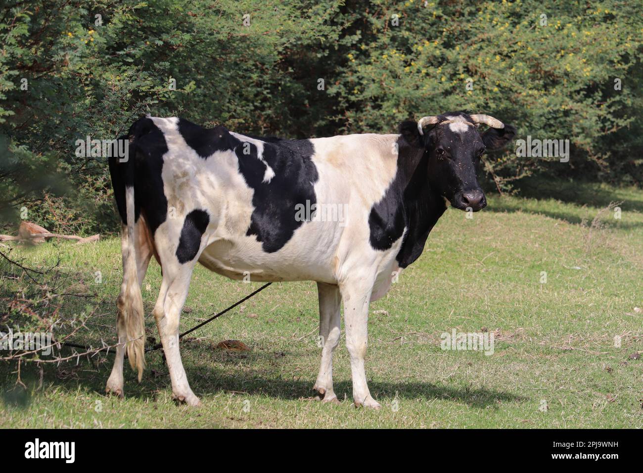 Cow grazing green grass near Aswan, Egypt Stock Photo - Alamy