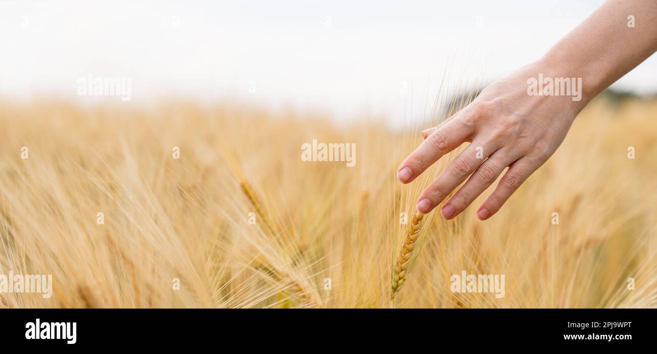 Woman farmer touches the ears of wheat on an agricultural field. High quality photo Stock Photo