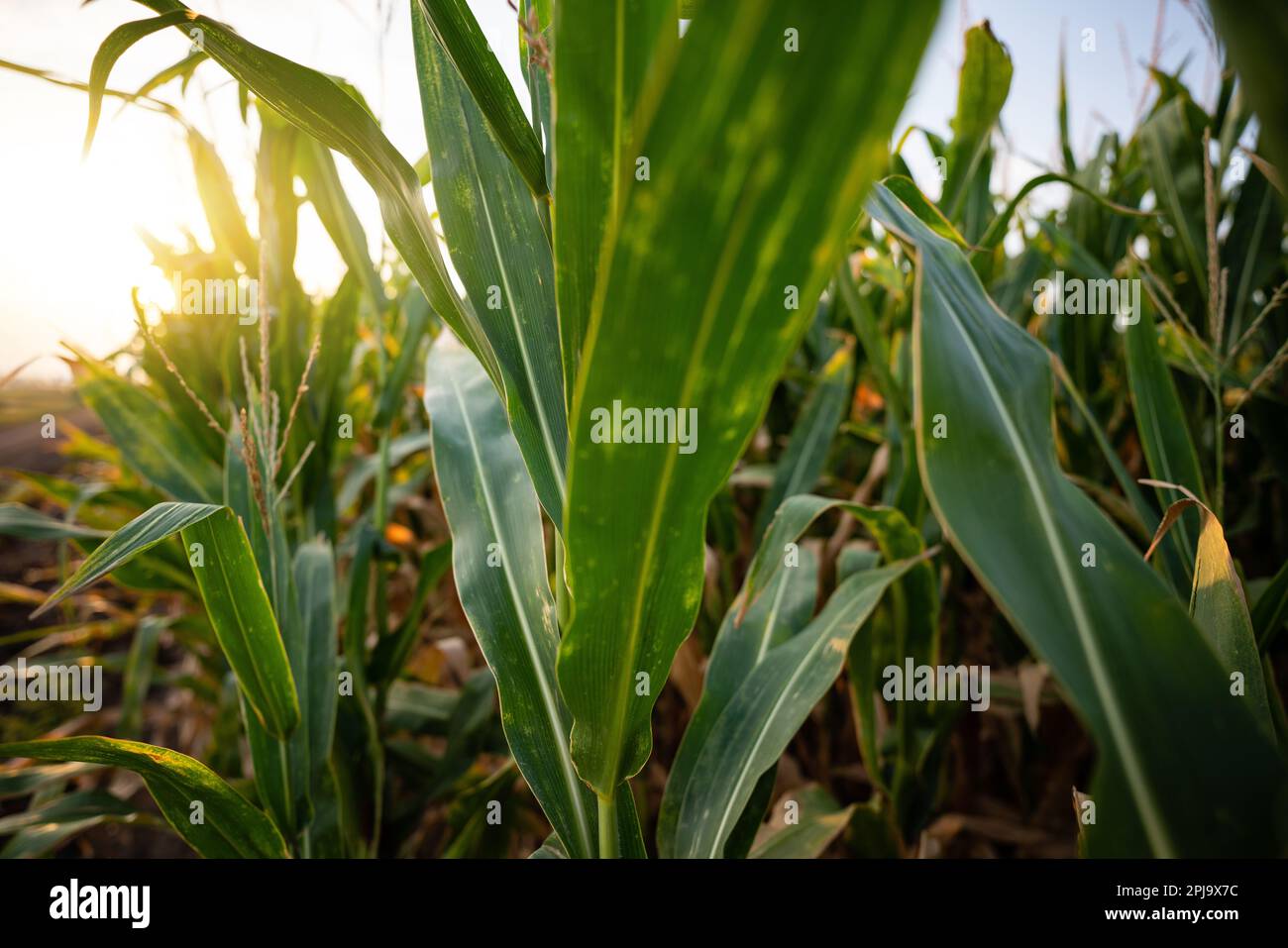 Corn field at sunset. Agriculture background, copy space. High quality photo Stock Photo
