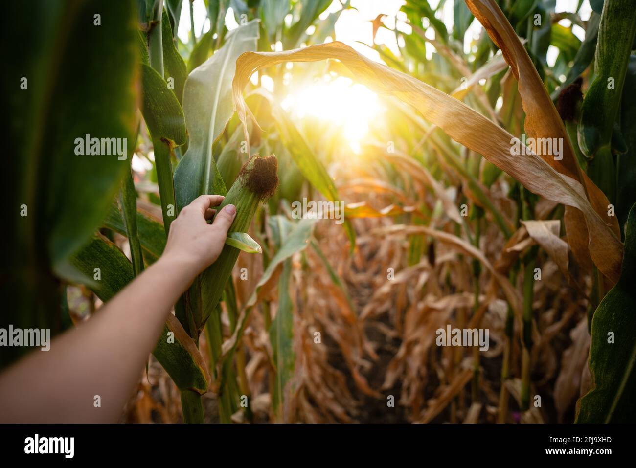 Corn cob in farmer's hands at sunset. Copy space. High quality photo Stock Photo