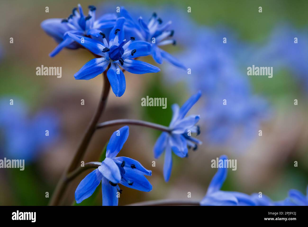 Beautiful spring wild flowers with blue petals, macro photo Stock Photo