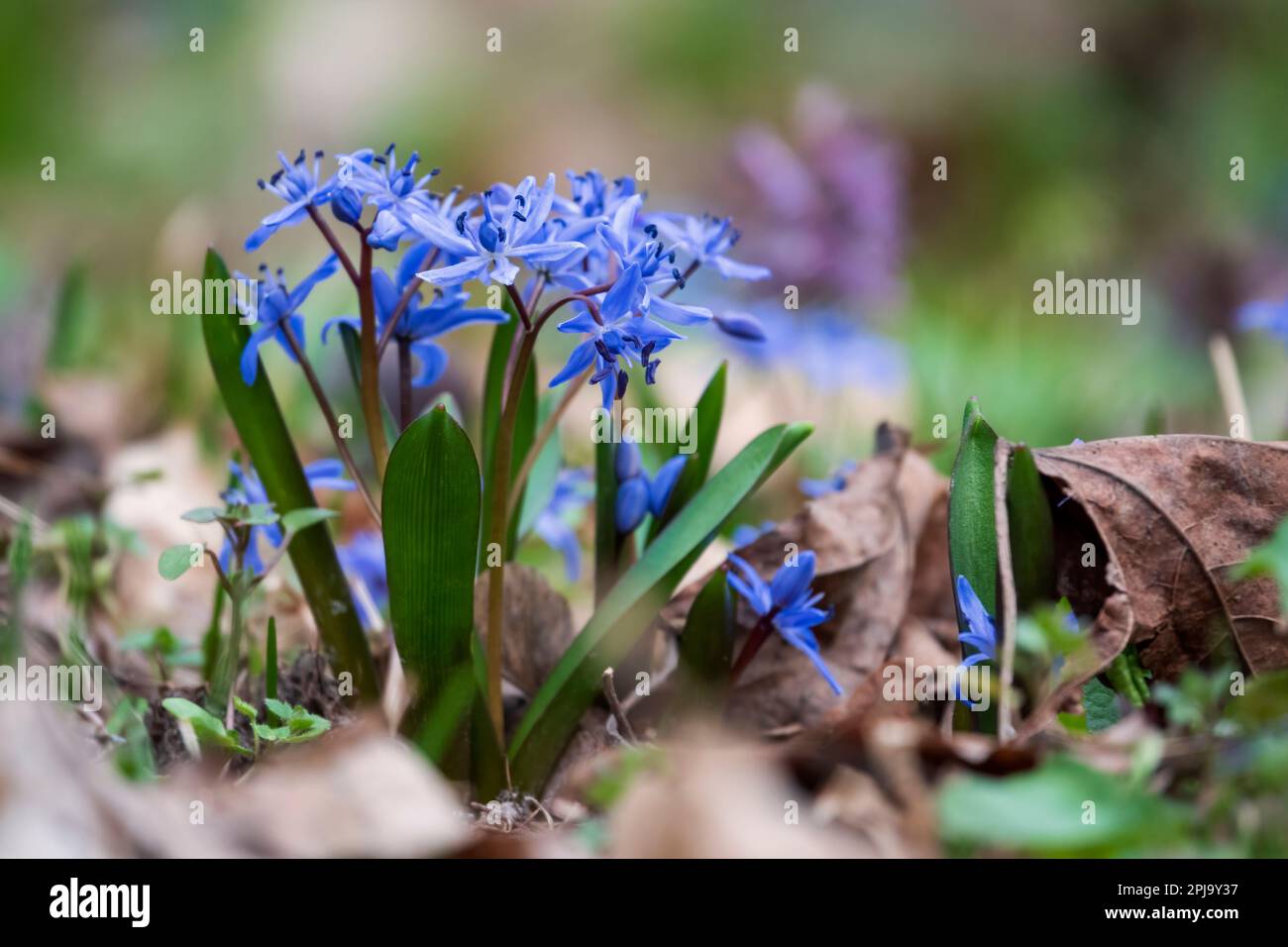 First spring flowers in the forest Stock Photo