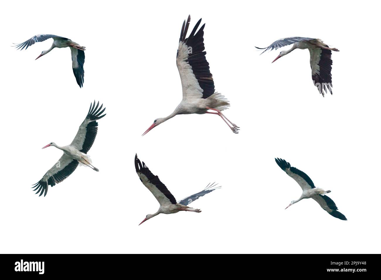 Set of flying storks isolated on white Stock Photo