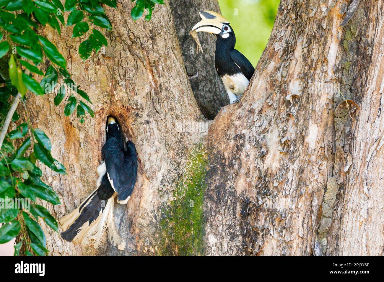 Adult male oriental pied hornbill brings changeable lizard to entice the female to build a nest inside hole of an Angsana tree, Singapore Stock Photo
