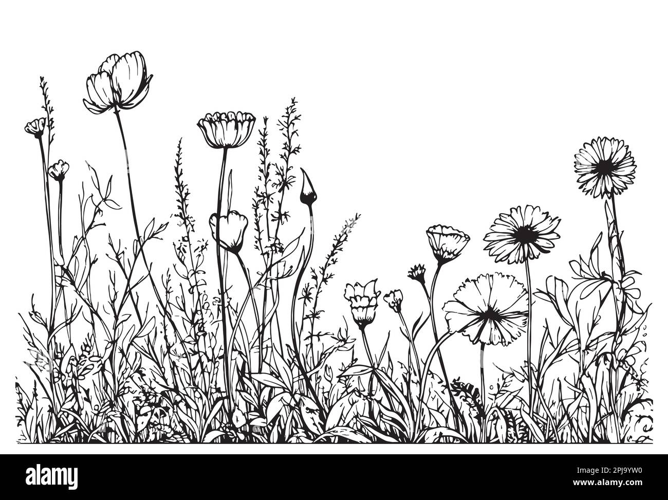 Wild flower field hand drawn sketch in doodle style illustration Stock