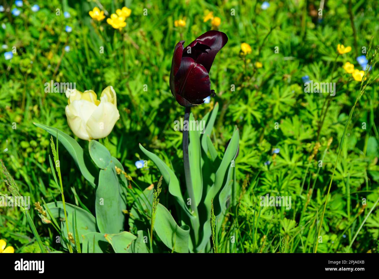Villa Pisani Bolognesi Scalabrin in Vescovana.. opens its doors to visitors in the season of the blooming tulips. 500.000 tulips will be flowering up to the end May. Vescovana, Veneto, Italy. April 1st, 2023. Credits : Ferdinando Piezzi/Alamy Live News Stock Photo