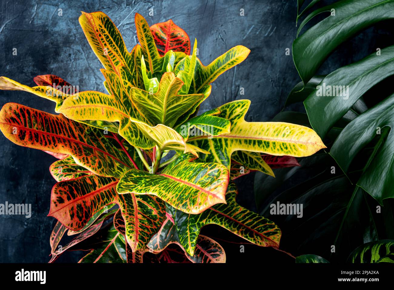 House Plants Arrangements Stock Photo Alamy house-plants-arrangements-stock-photo-alamy