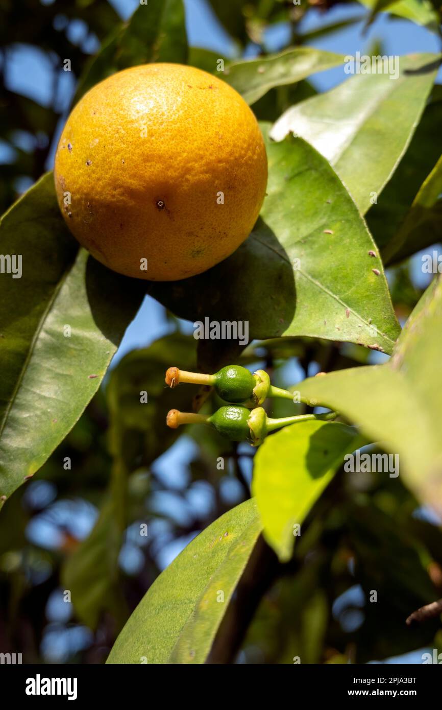 An orange on the tree with two other small oranges that are beginning to grow Stock Photo