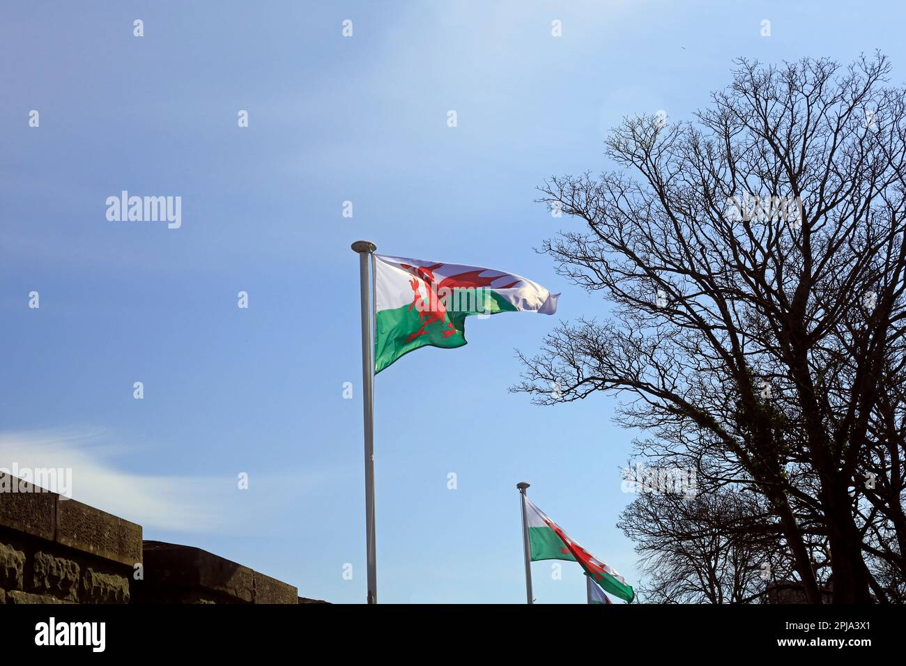 The Welsh Dragon , Welsh National Flag. Y DDraig Goch.  March 2023. Spring Stock Photo
