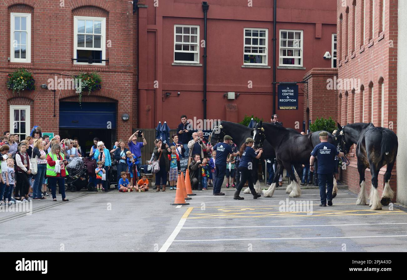 Shire horse centre hires stock photography and images Alamy