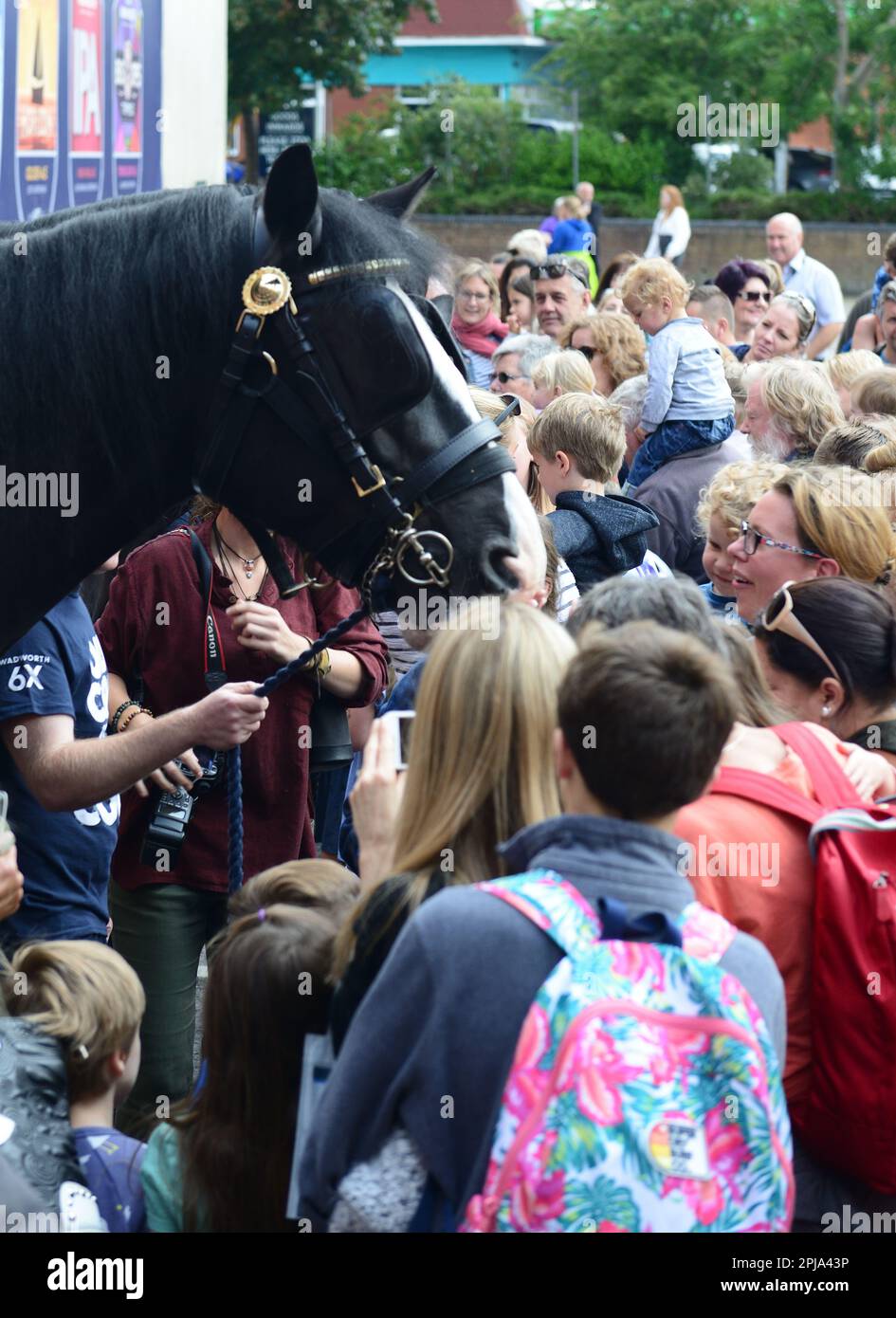 Wadworth shire horses meeting the public outside the brewery/visitor