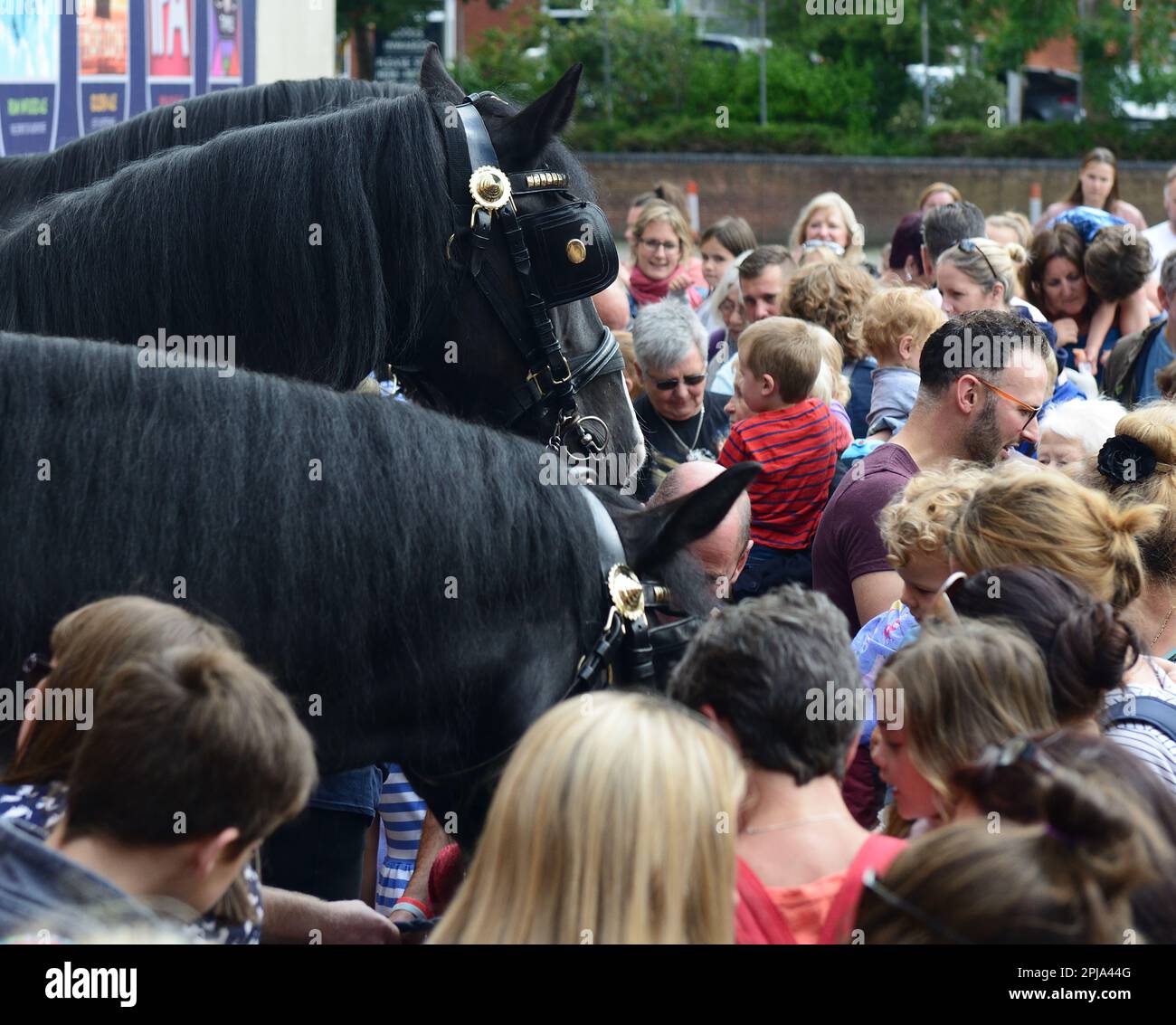 Wadworth shire horses meeting the public outside the brewery/visitor