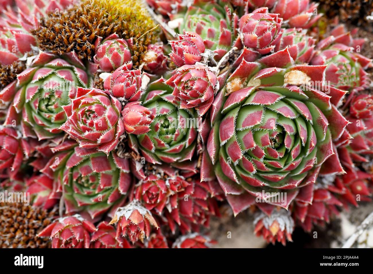 Colorful Sempervivum succulent plants at the beginning of springtime. They are commonly known as houseleeks Stock Photo