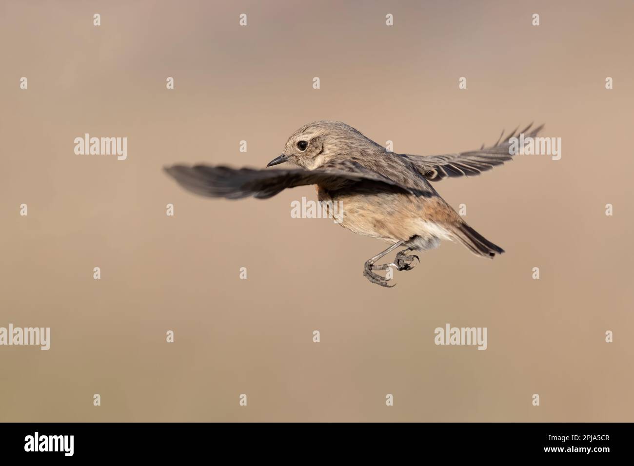 Stonechat In Flight Female european stonechat uk hi-res stock photography and images - Alamy