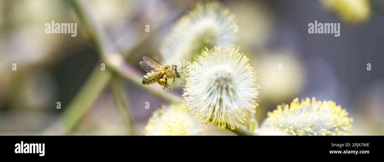 a bee in flight, covered with pollen of a goat willow, Salix caprea Stock Photo
