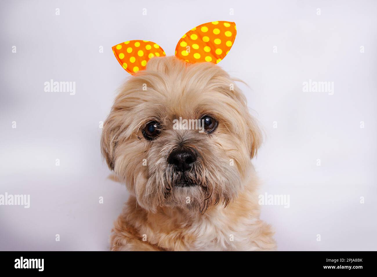 Lhasa Apso - Amazing dog in studio photo session Stock Photo