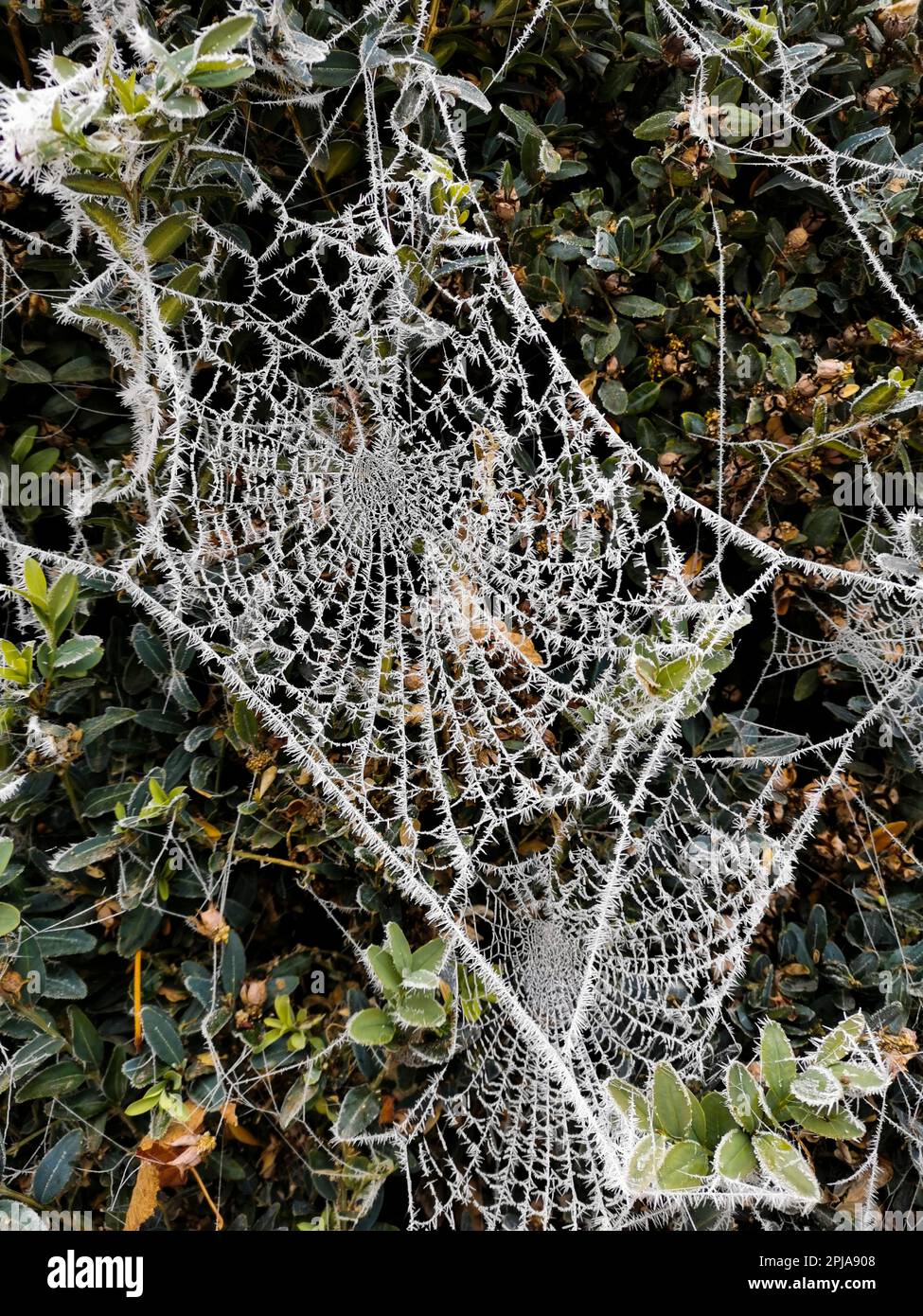 Frozen spider web in winter Stock Photo