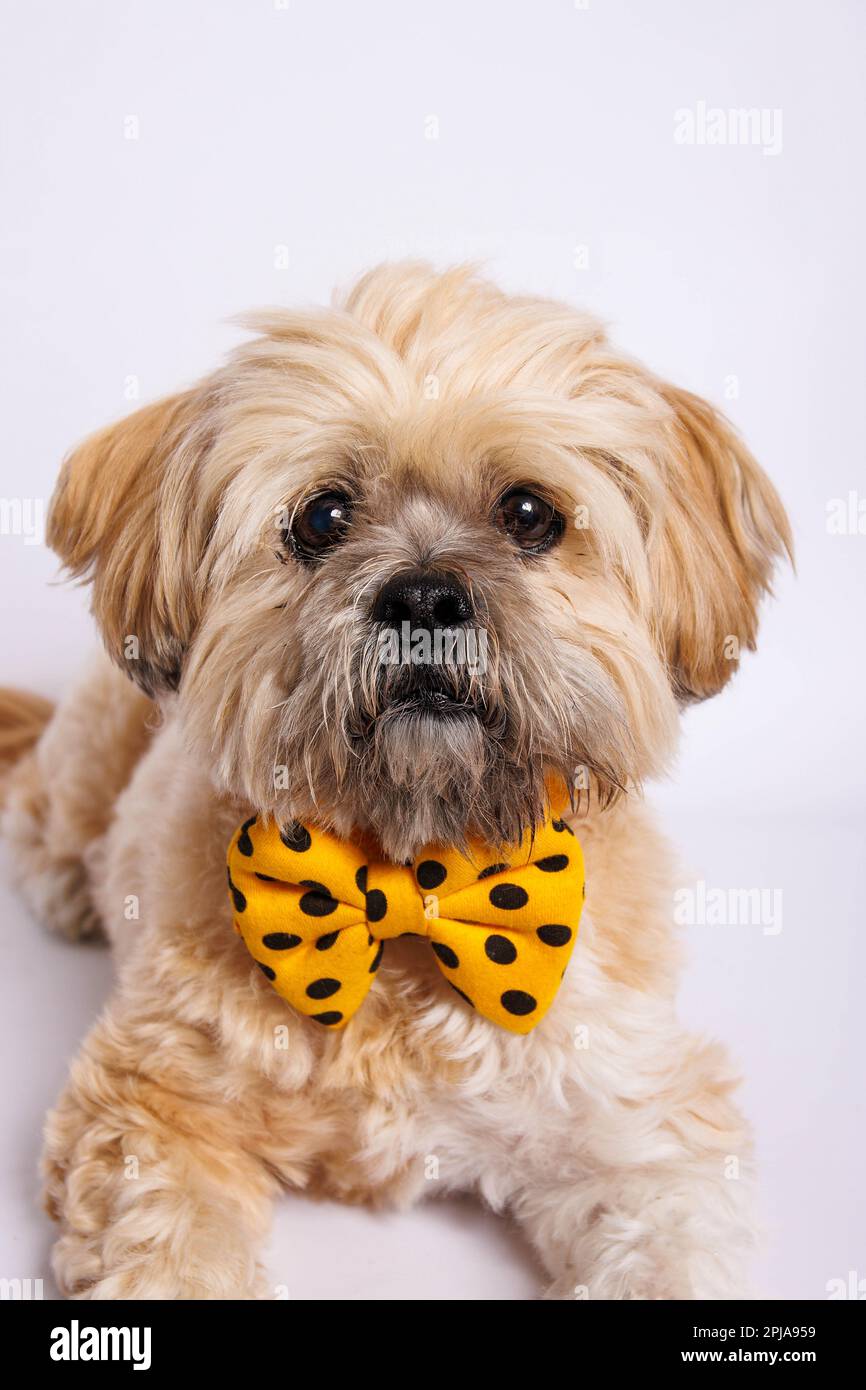 Lhasa Apso - Amazing dog in studio photo session Stock Photo