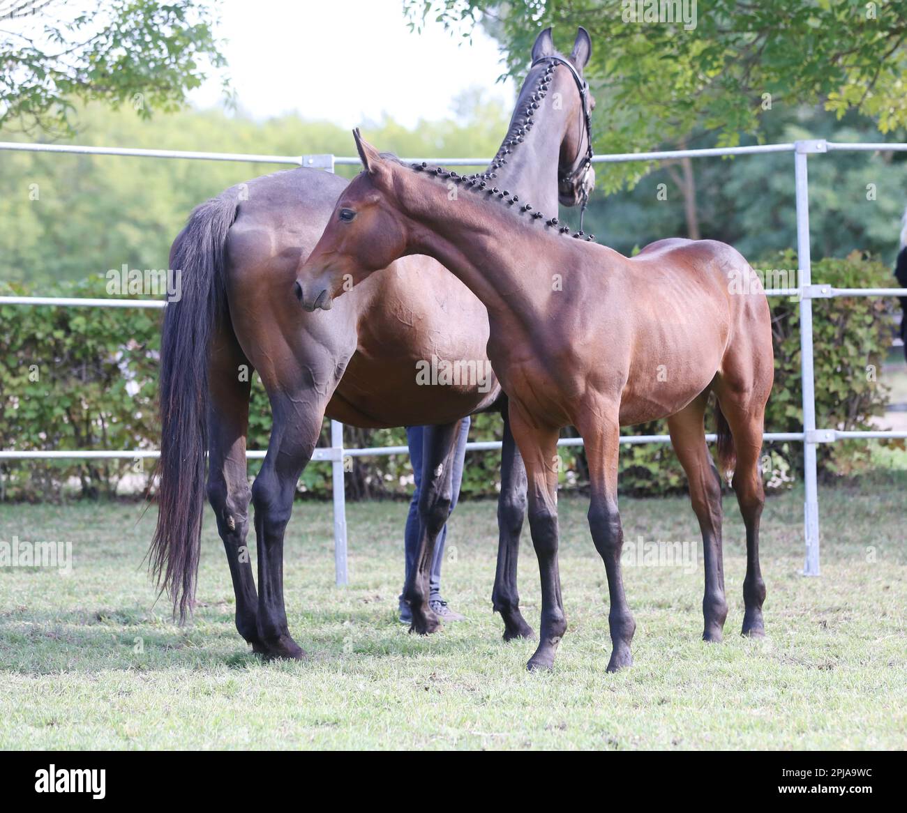 One years old foal gallops with her mother outside at rural animal farm ...