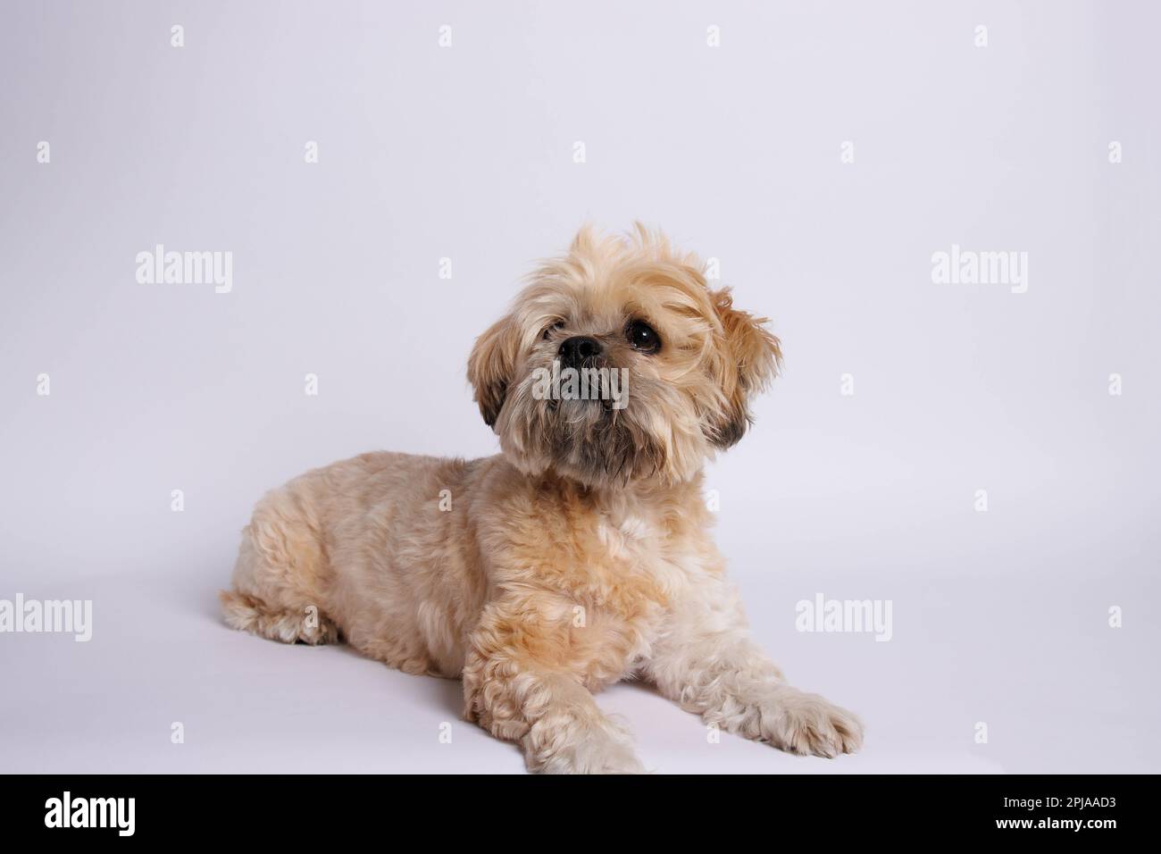 Lhasa Apso - Amazing dog in studio photo session Stock Photo