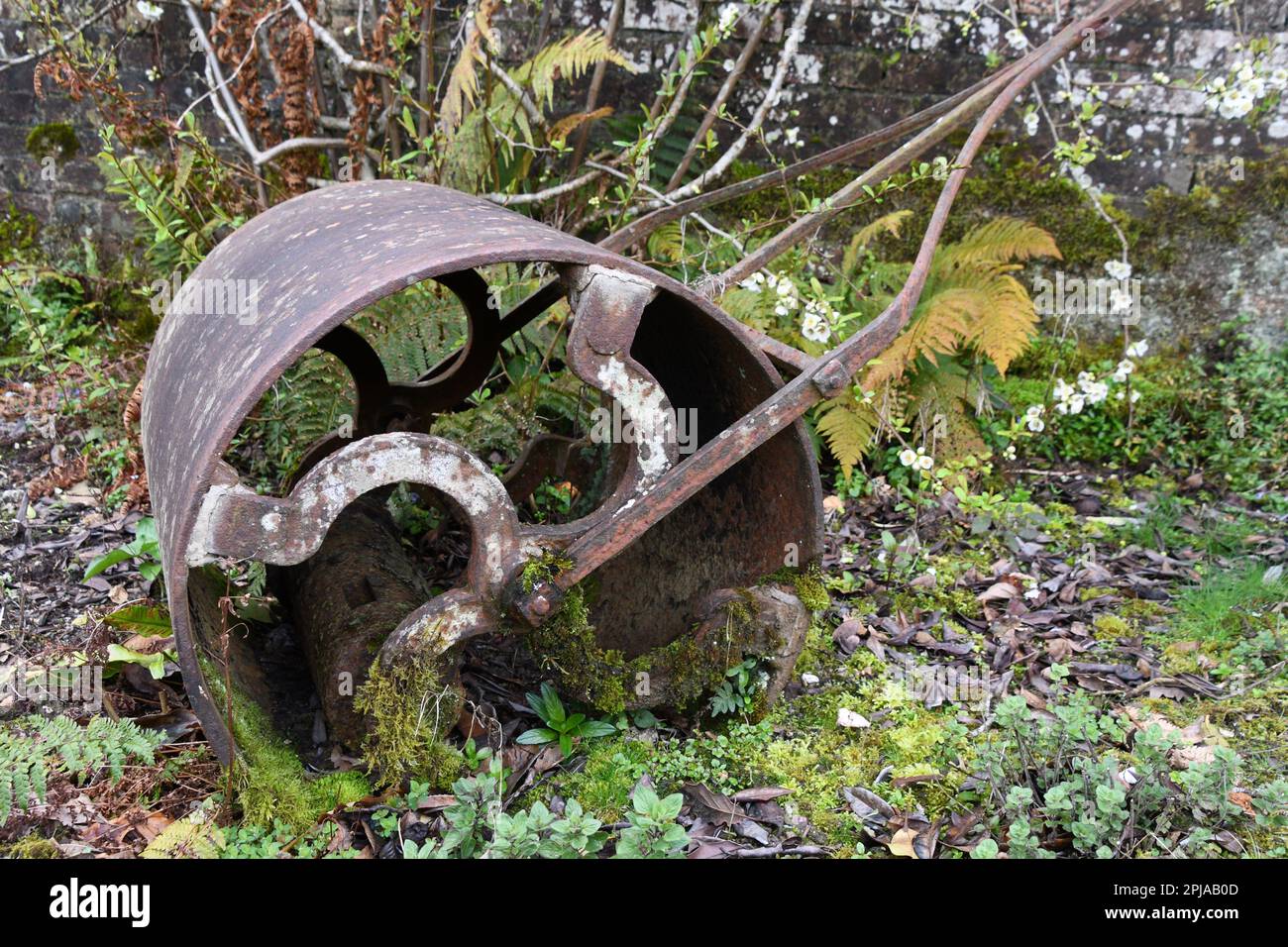 Old cast iron garden roller becoming covered in moss and ferns as it lay neglected in the corner of the Lost Gardens at Heligan near Mevagissey in Cor Stock Photo