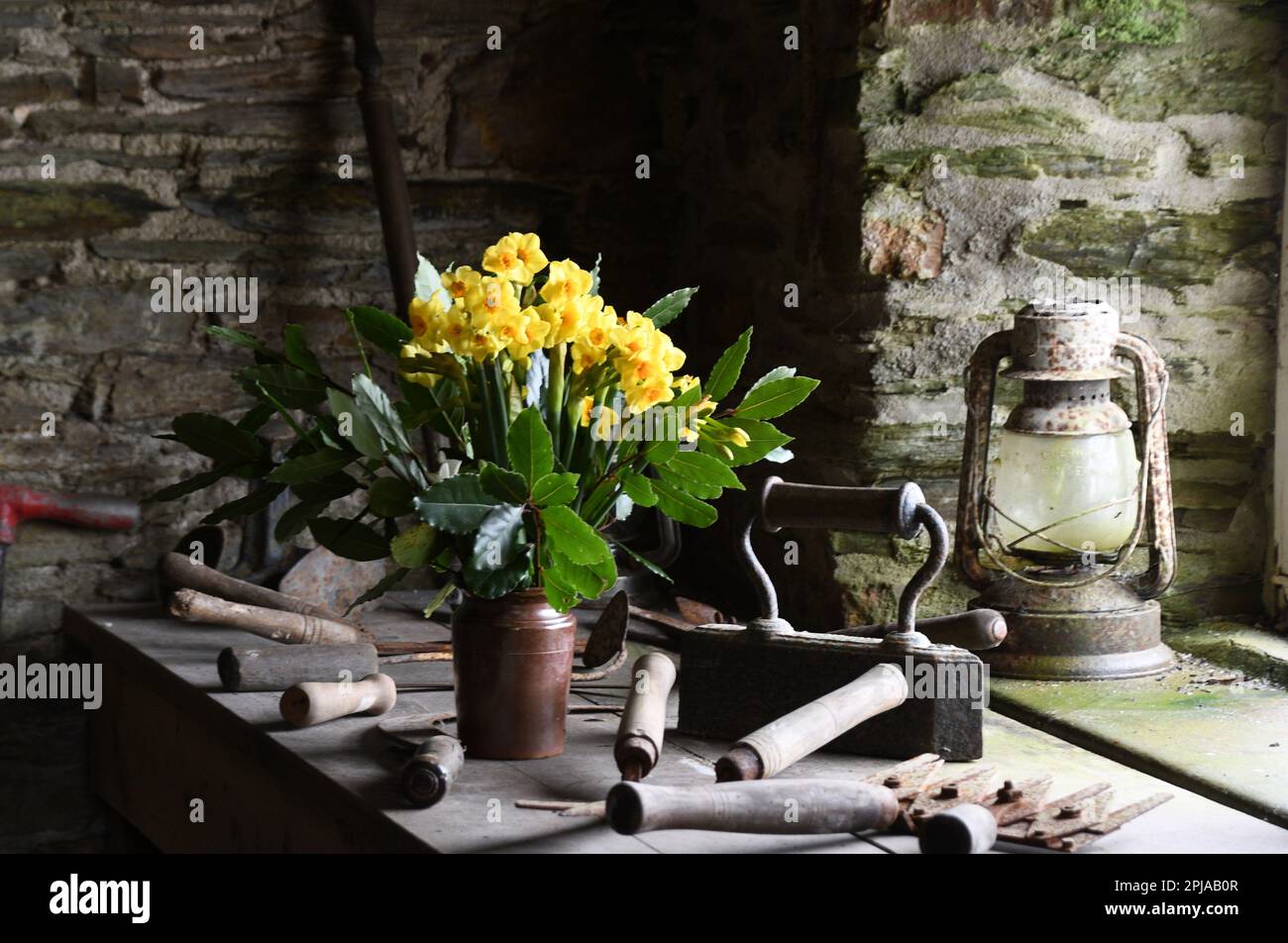 A selection of old garden hand tools surrounding an old earthenware vase of daffodils in the tool shed at the Lost Gardens of Heligan near Mevagissey Stock Photo