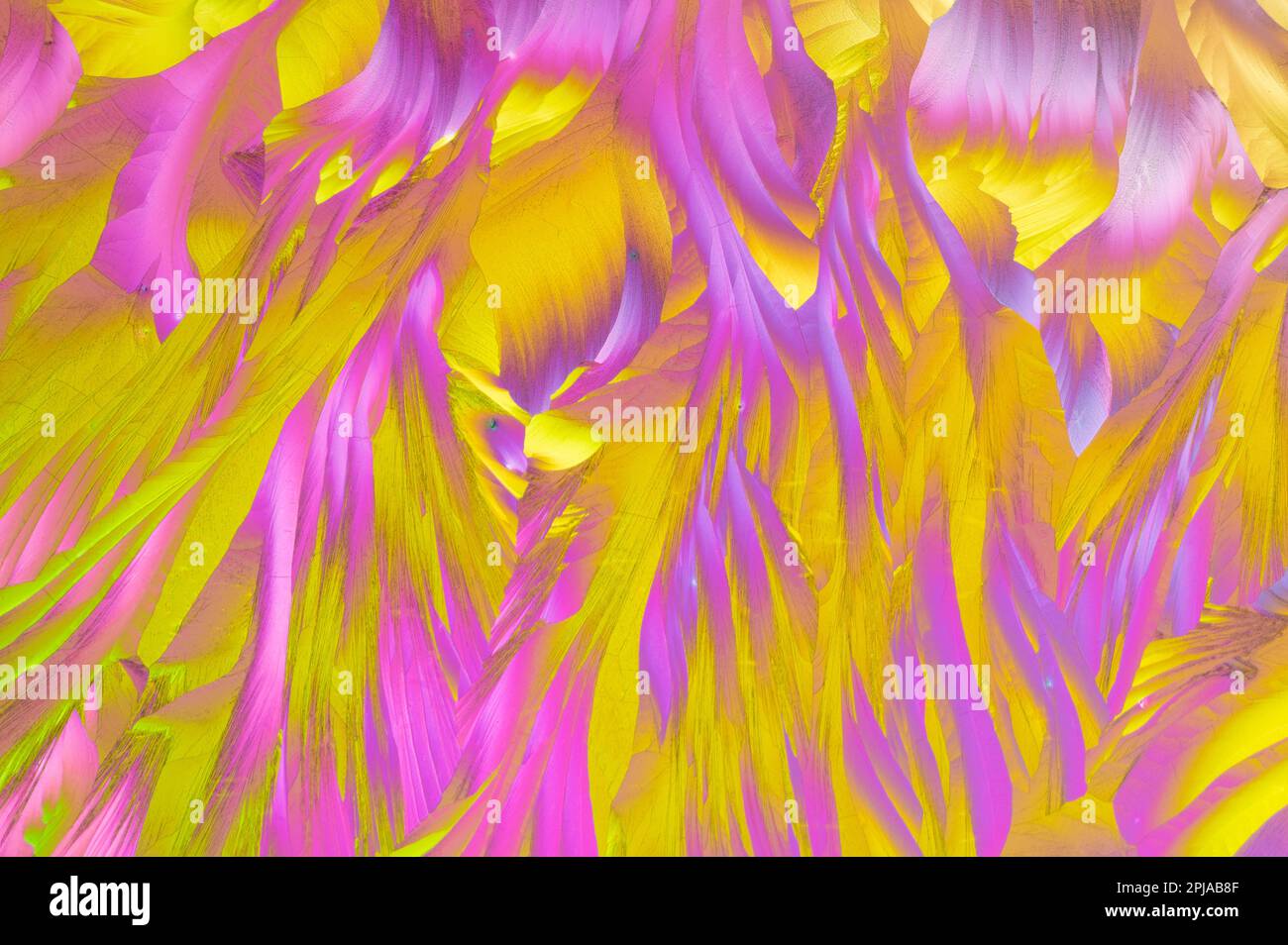 A mixture of beta alanine and Lglutamine amino acids in cross