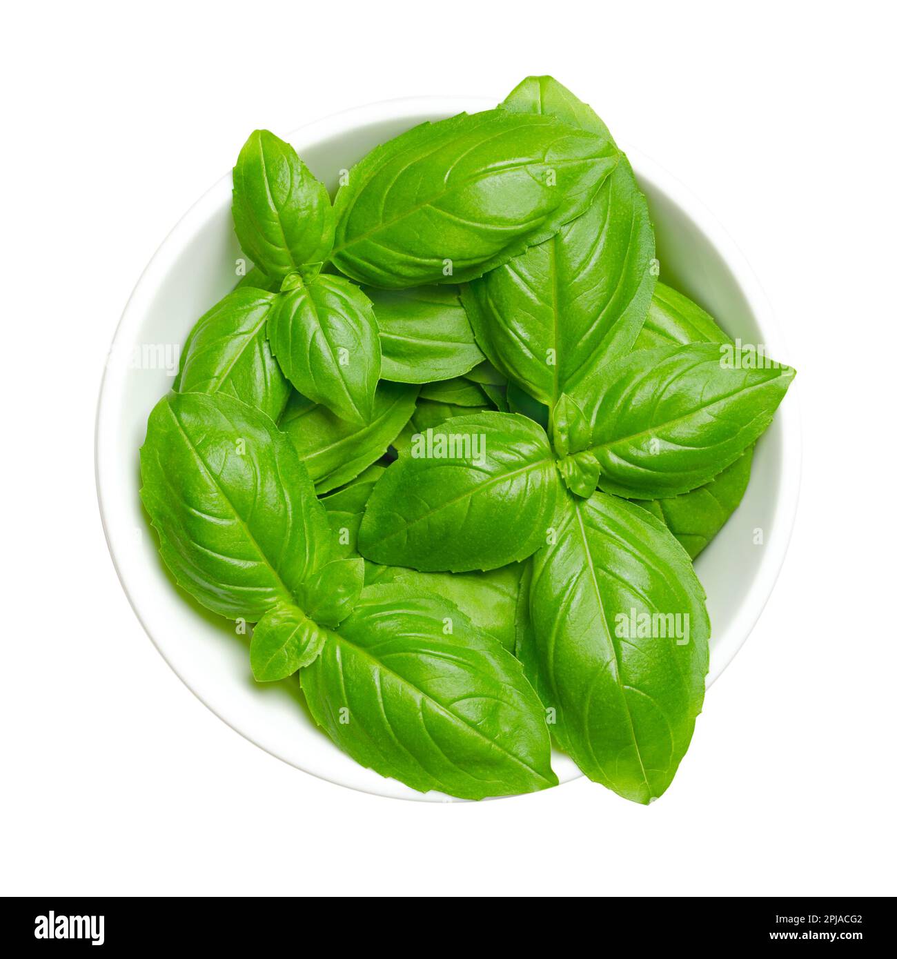 Fresh green sweet basil leaves, in a white bowl. Also known as great basil or Genovese basil, Ocimum basilicum, a culinary herb in the mint family. Stock Photo