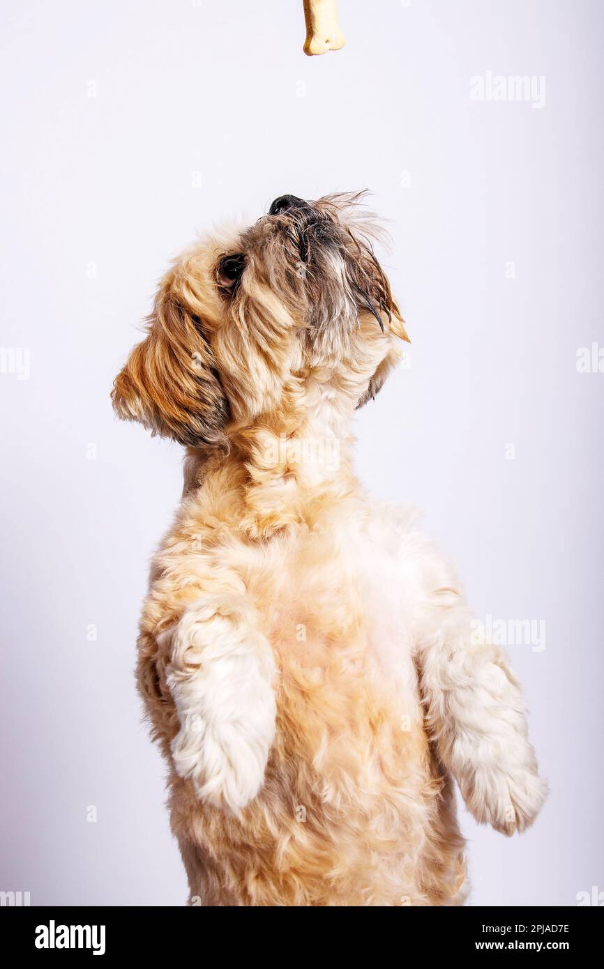 Lhasa Apso - Amazing dog in studio photo session Stock Photo