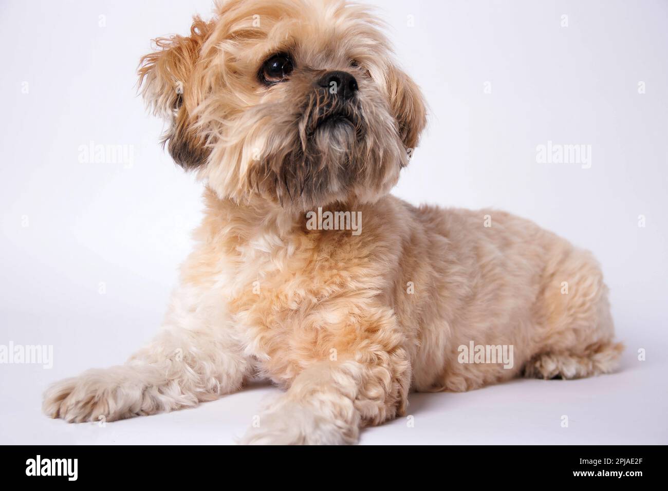 Lhasa Apso - Amazing dog in studio photo session Stock Photo