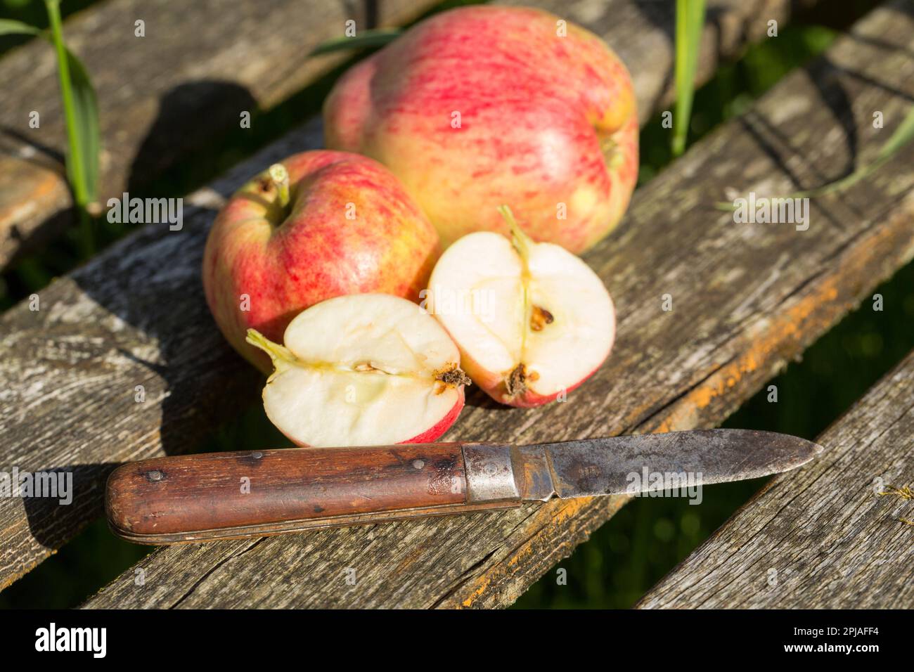 Windfall apples from an old orchard next to an old penknife resting on a wooden bench. Lancashire England UK GB Stock Photo