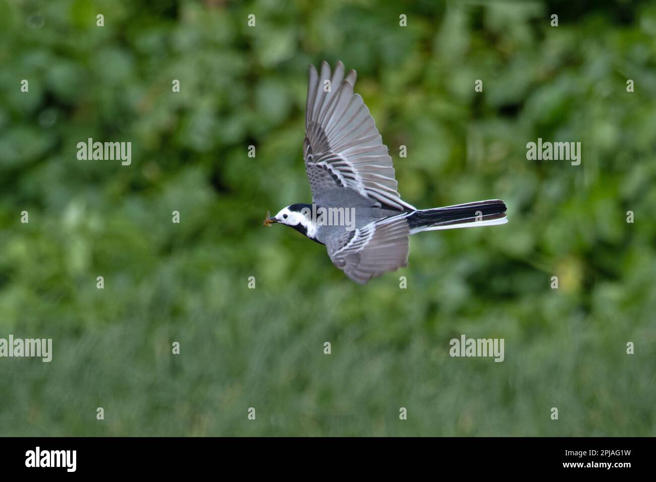 White Wagtail (Motacilla alba) flycathcing dung flies Cromer Norfolk UK GB March 2023 Stock Photo